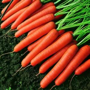 Темпо F1 - морква, каліброване насіння, Nickerson Zwaan (Голландія) фото, цiна